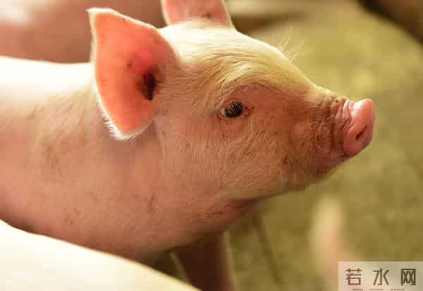 生肖猪：11月下旬，将有“圆圆满满”的好事，让人羡慕！