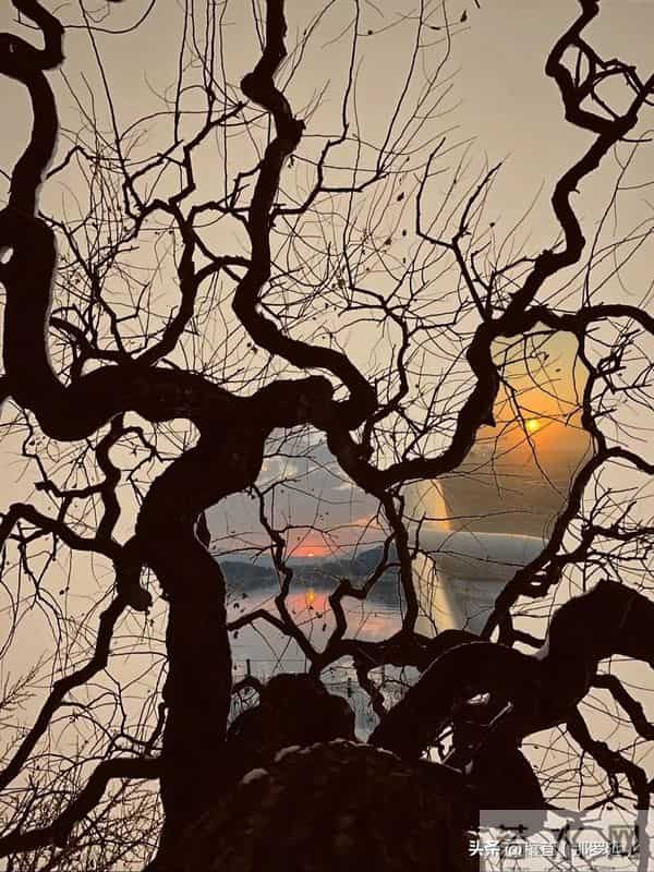 枯树深处见山河：庾信与那篇说尽一生沧桑的千古第一短赋