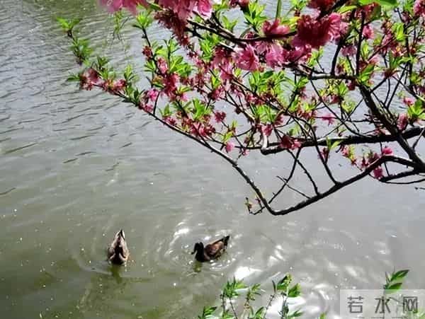 10首优美的七绝诗，领略宋代诗人的生态观，欣赏自然中的诗意栖居