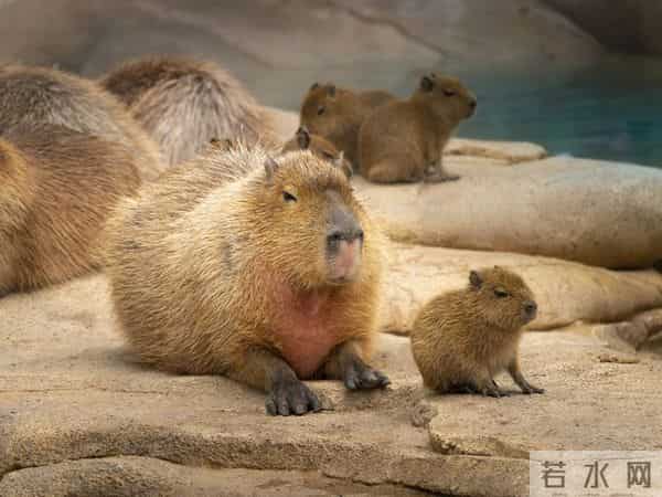 打猎人生记-天雷154