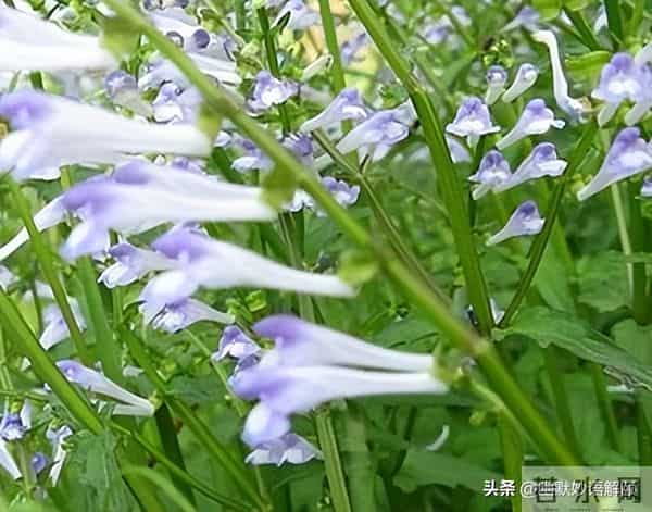 “半枝莲6”文心正，灵魂有香气