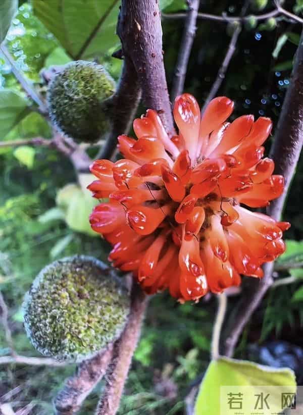 花红果橙，形似杨梅。古树虬枝，野趣盎然，不入诗卷，甜了村童