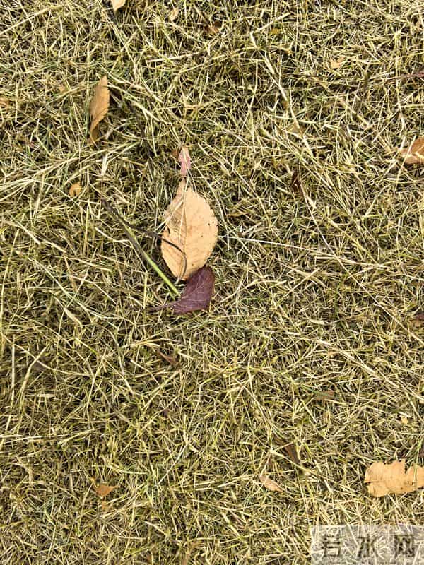 原创诗歌-顽皮的风