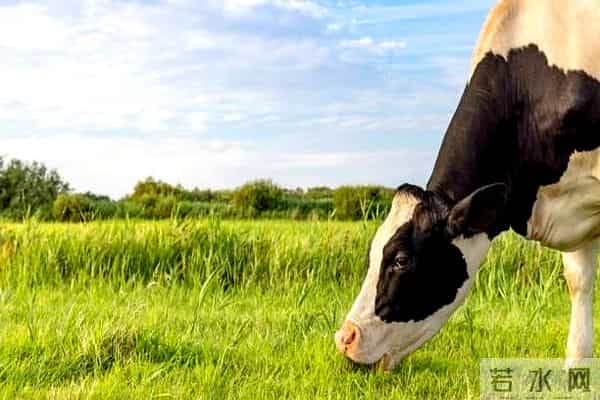 小心！这个生肖，人畜无害，实则腹黑！