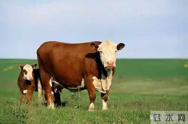 丑牛："天意难违"，11月26至30号重大转机来临，丑牛你可别错过