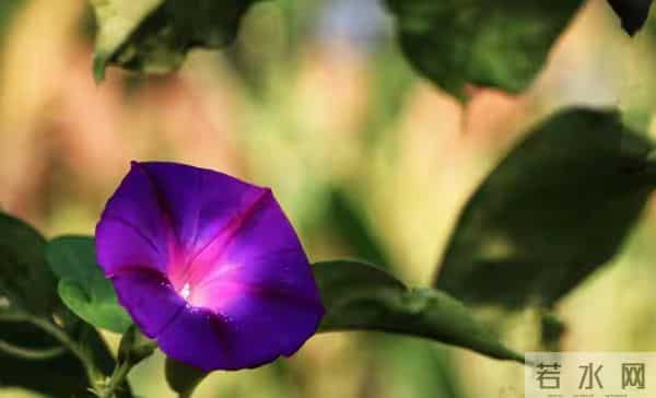 属猪人注意！11月21日能量反转，年底“翻身仗”只需三步走别问！