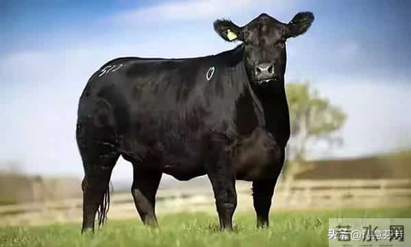 丑牛："天意难违"，11月26至30号重大转机来临，丑牛你可别错过