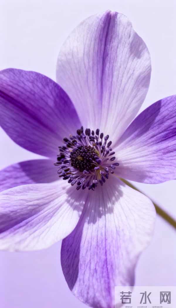 色彩之美紫色壁纸