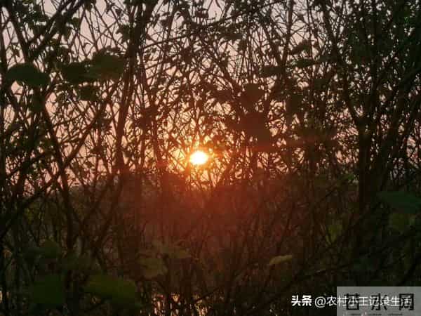 乡土故事：继子情缘（二十一）