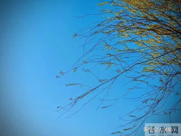 被风喊醒的灵魂（原创）