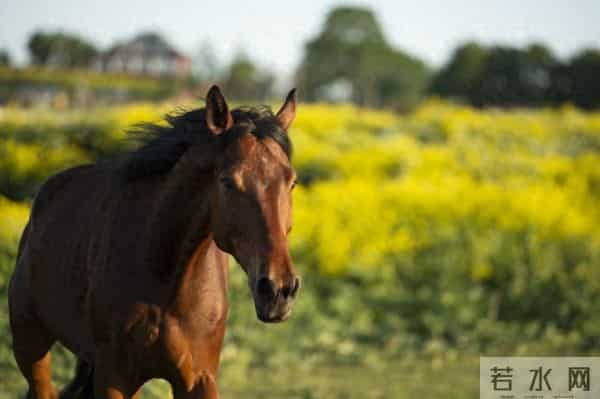 终于等到2026年！属马人的朋友，这一年将是你们运势的重要转折点