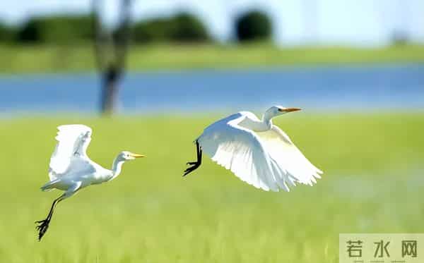 10首优美的七绝诗，领略宋代诗人的生态观，欣赏自然中的诗意栖居