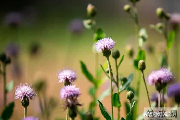 乡土小说：红姐（9）