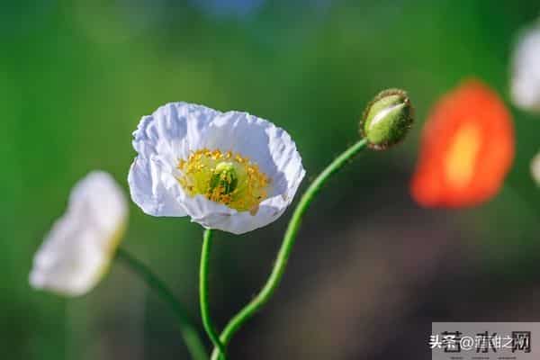 乡土小说：红姐（9）