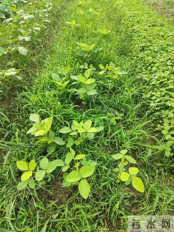 《说文解字》第1044课：细说“盛”字