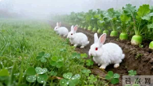 卯兔：注意！11月25号后，将有大事发生，属相兔的你准备好了吗