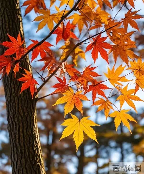 仰观时，秋云与树正写一封长信