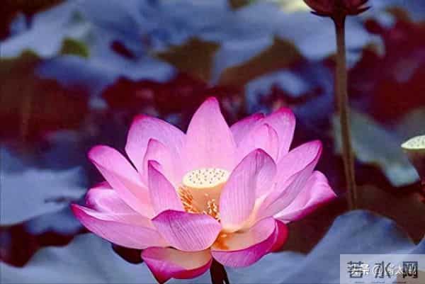 为啥莲花是佛法象征？花开结果同时在 烦恼滋养智慧果