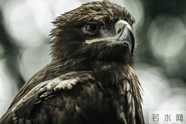 狩猎东北—（187）猎手考核