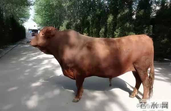 丑牛："天意难违"，11月26至30号重大转机来临，丑牛你可别错过