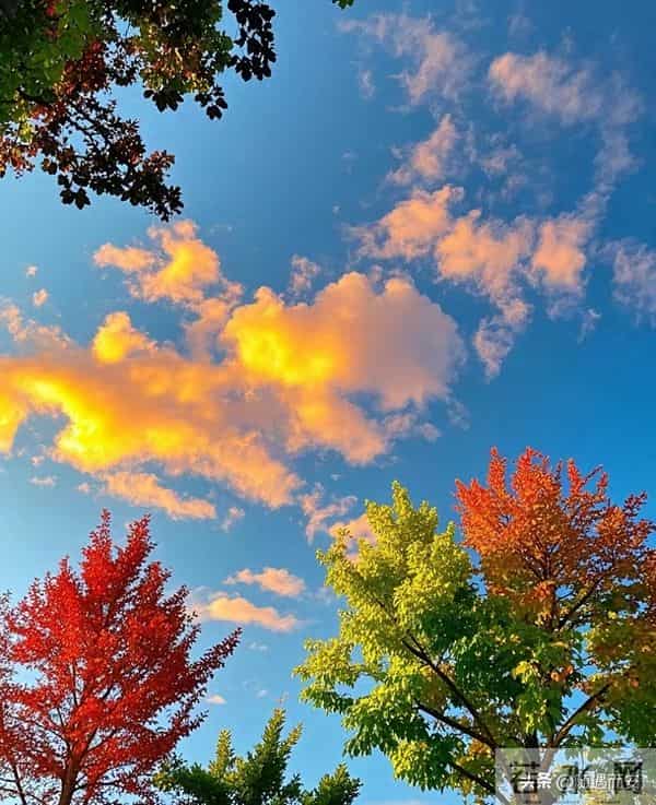 仰观时，秋云与树正写一封长信