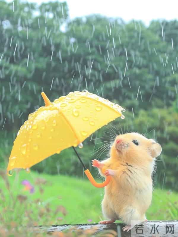 鼠，辛苦了！接下来，全是好运！