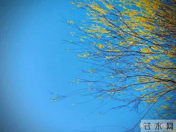 被风喊醒的灵魂（原创）