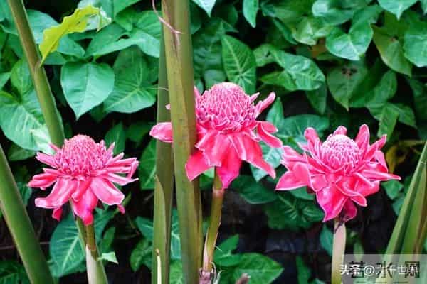 一个人身上有这2个习惯，说明他很聪明、不简单