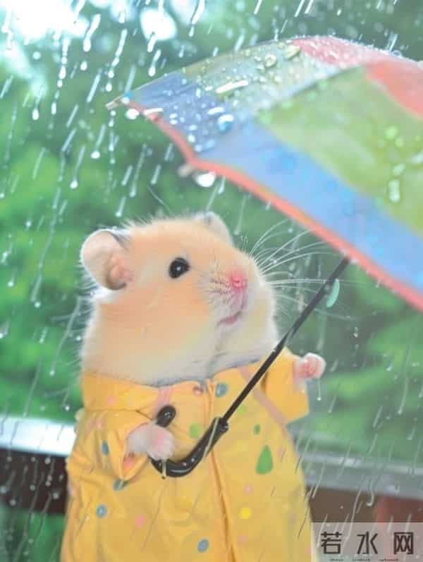 鼠，辛苦了！接下来，全是好运！