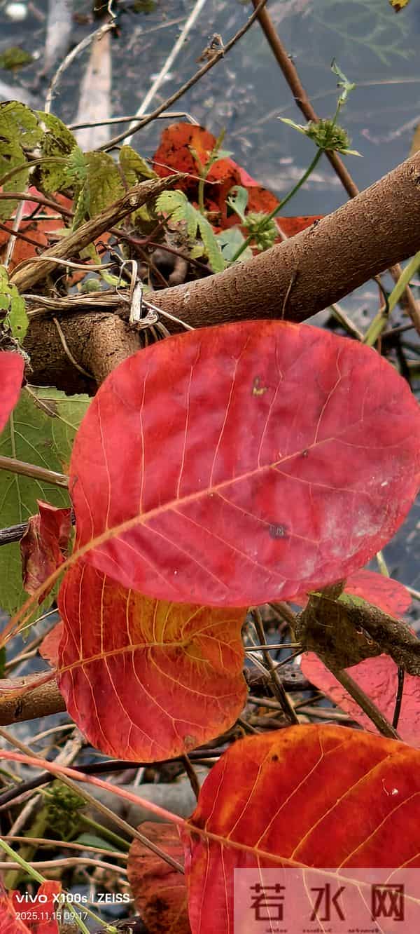 一天一首打油诗之红叶