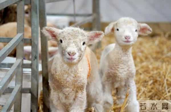 属羊人注意！11月这些事关系年底好运