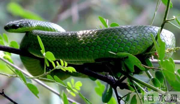 生肖蛇今日运势与宜忌