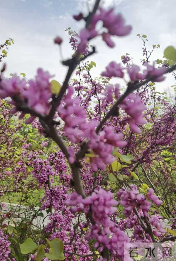 童趣写真诗词三首