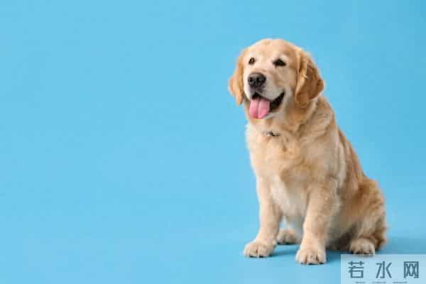 刘伯温给生肖狗的5句“改运真言”！吃透这几句，逆风翻盘不是梦