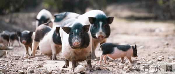 书法圈炸锅！曾翔怒喷："评委是猪，作者是猪倌，获奖全靠喂猪食"
