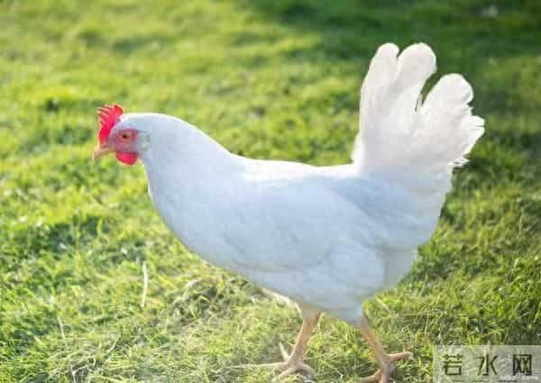 生肖鸡-守住你的善良，别去恨，老天收拾小人，从不手软！