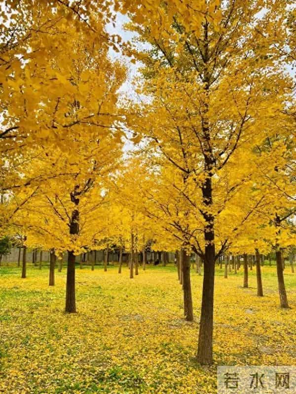 赞银杏树