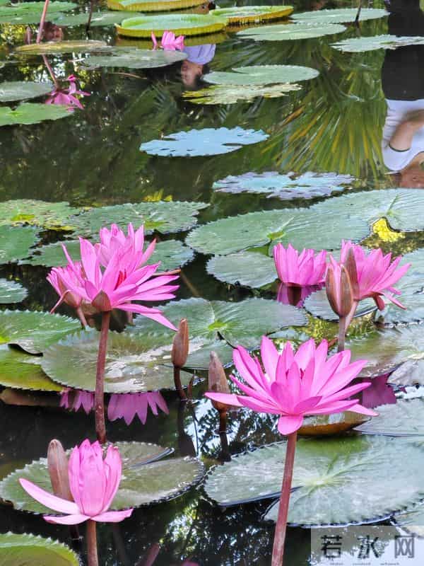 游人愿你长酣卧，惟怕醒来减芳容——赏睡莲