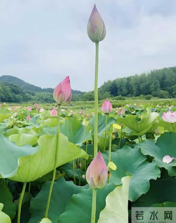 那些年倒背如流的6篇古代奇文，如今你还能背几篇？值得一生收藏