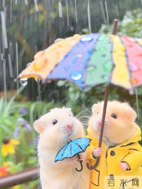 鼠，辛苦了！接下来，全是好运！