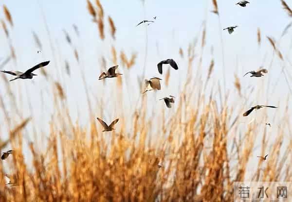 10首优美的七绝诗，领略宋代诗人的生态观，欣赏自然中的诗意栖居