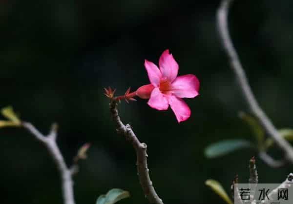 轻吹喇叭云霞里，一片幽香乘和风。