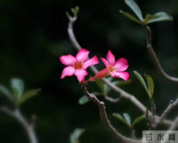 轻吹喇叭云霞里，一片幽香乘和风。