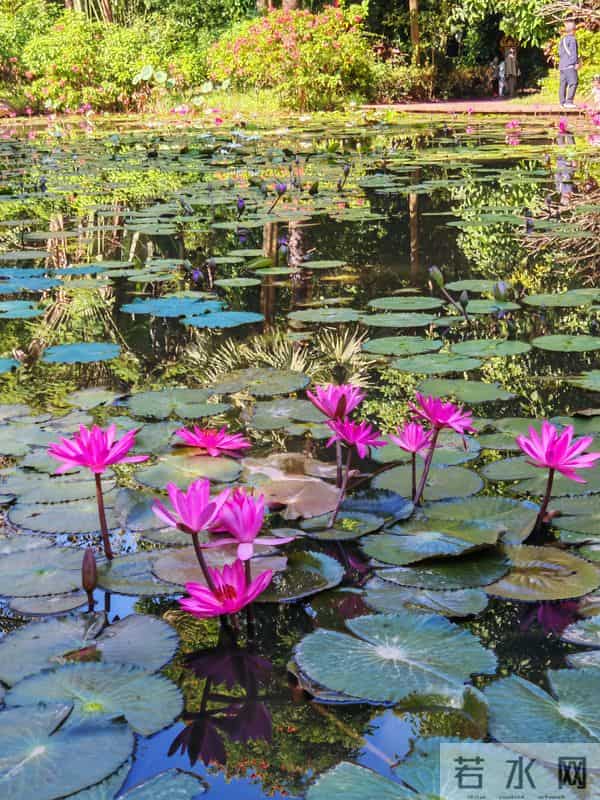 游人愿你长酣卧，惟怕醒来减芳容——赏睡莲