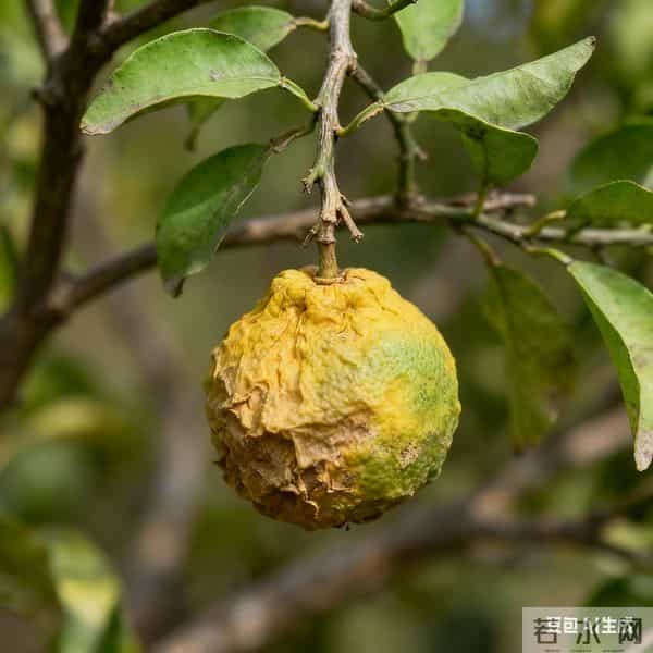 凄惨福州话（043）福州话有些字词有音无字