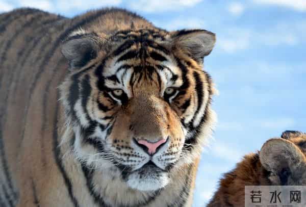 生肖虎！过了明年24节气立春！会有5件好事发生