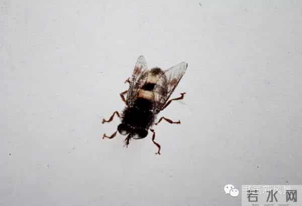 白石老人绝美草虫大荟萃，实在是太养眼啦！