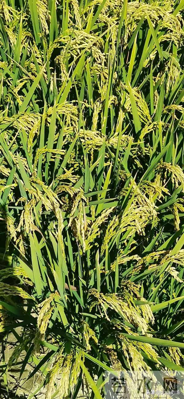 乌鲁木齐市米东区黑沟地名来历