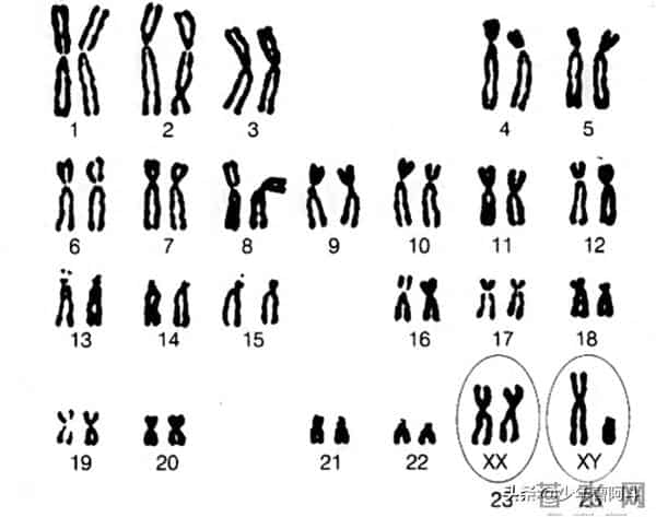 生男生女是随机还是注定？看古人智慧与现代科学的解读