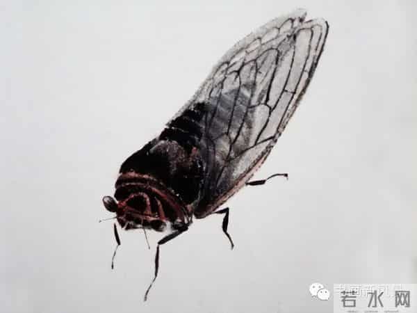 白石老人绝美草虫大荟萃，实在是太养眼啦！